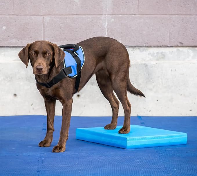 Balance Pad - FitPaws